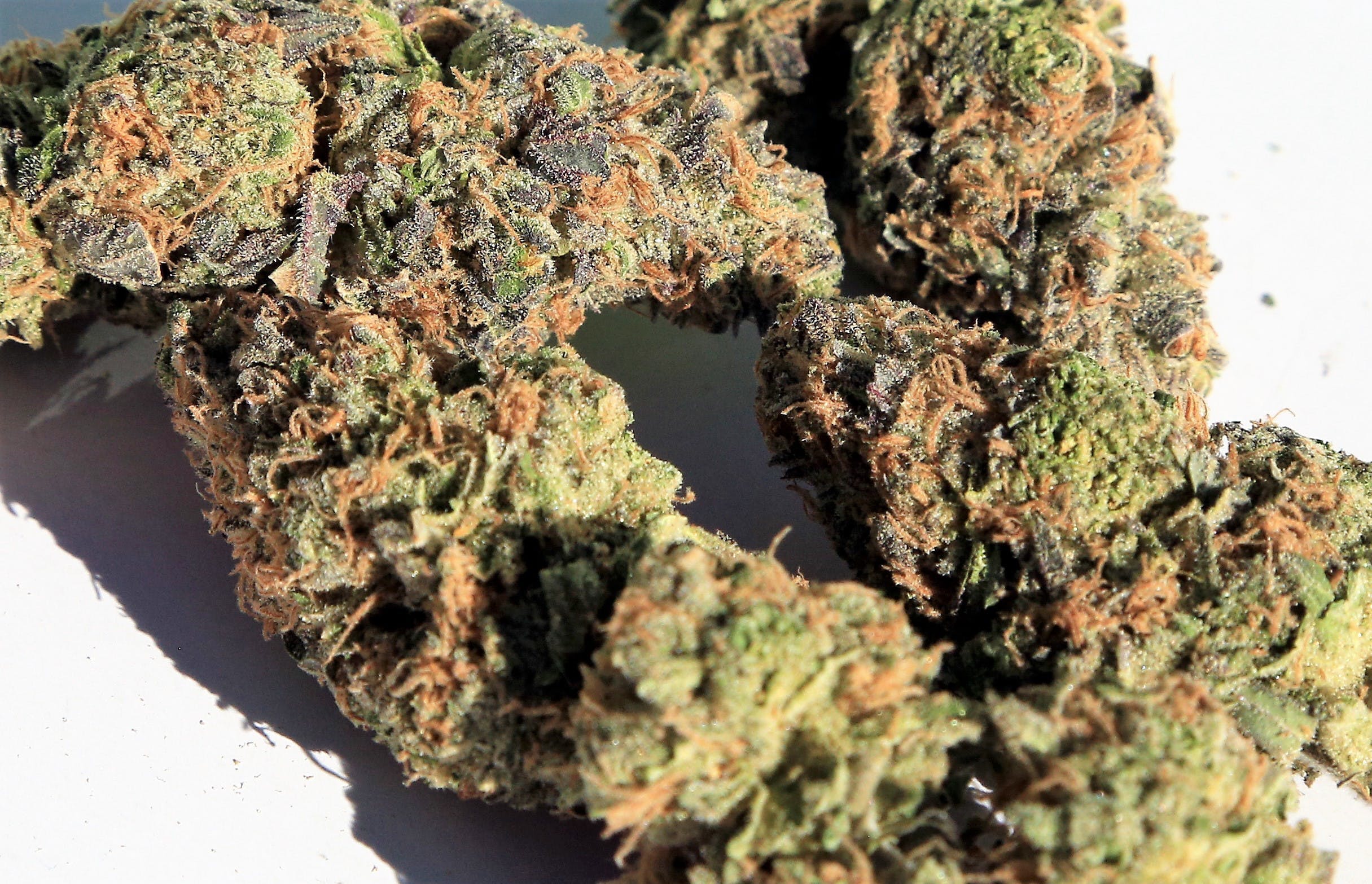 marijuana-dispensaries-top-shelf-botanicals-in-kalispell-montana-silvertip