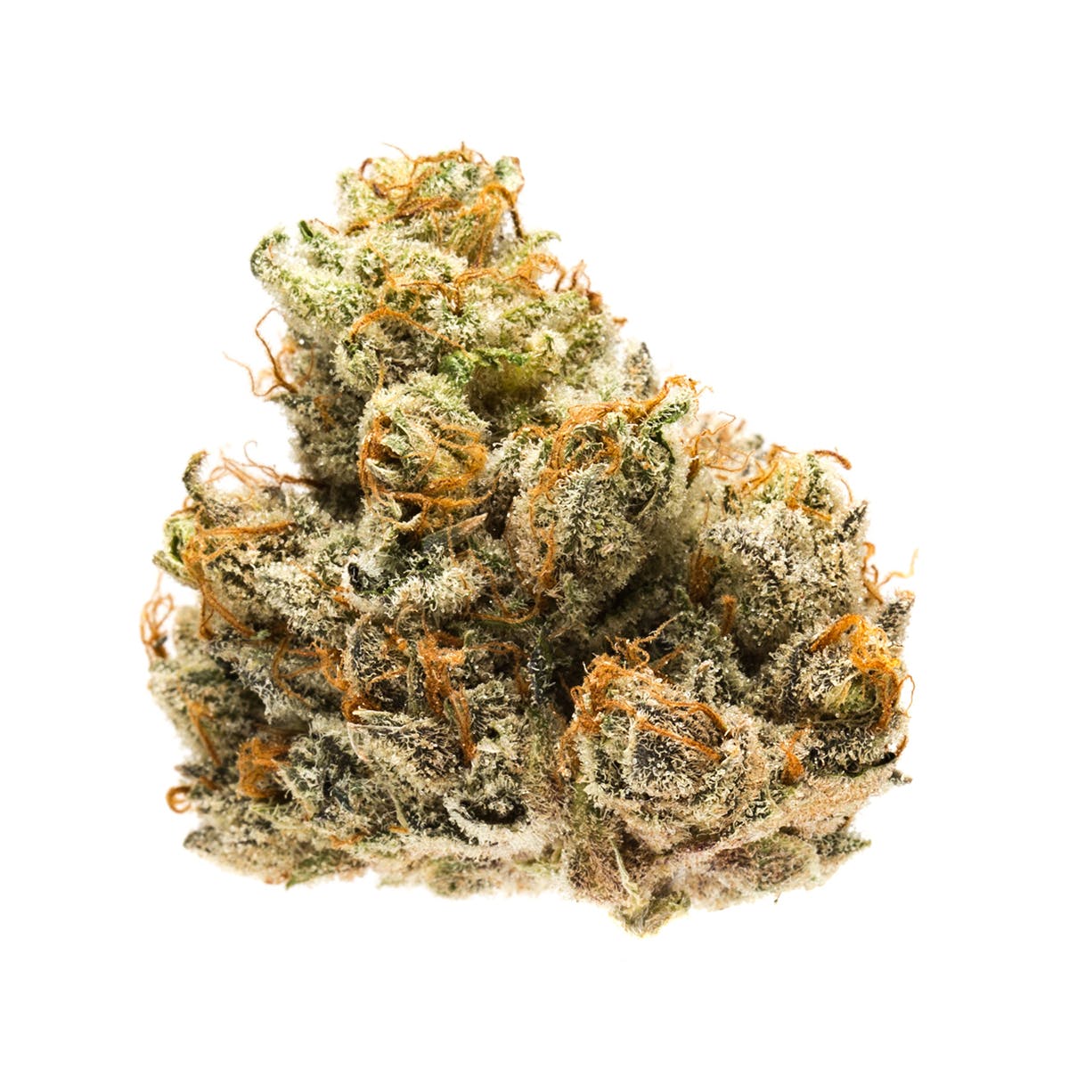 marijuana-dispensaries-426-east-arbor-vitae-inglewood-orange-sherbet-kushstock-winner