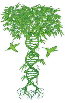 Oregon Genetics THC-A Isolate
