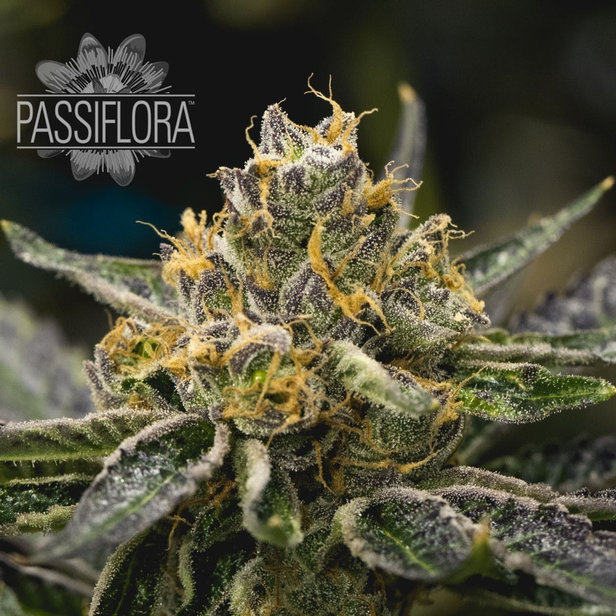 Passiflora - DC's Do Si Dos