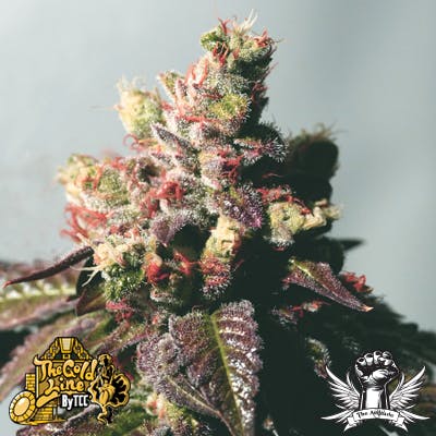 Passion Berry (6pk) by Cali Connection - The Gold Line