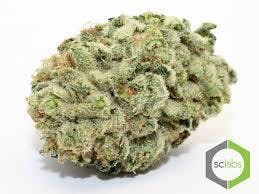 indica-patron-og-exclusive