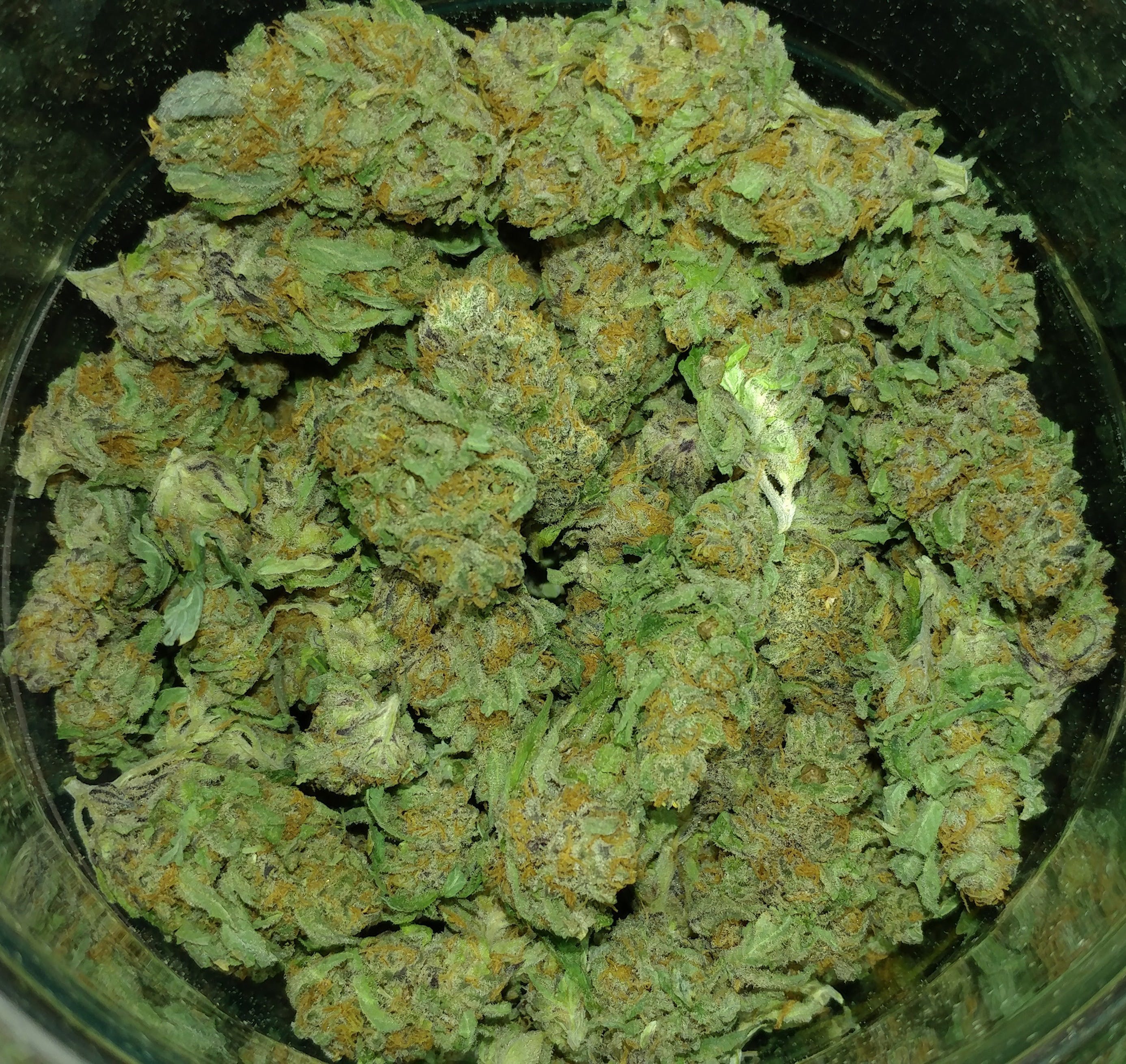 indica-people-eater-silver