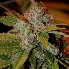 marijuana-dispensaries-green-cross-dispensary-in-brownsville-perma-frost