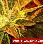 Phifty Caliber Kush (Oasis Seeds)