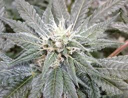 Pina Collision (10pk) by MTG Seeds