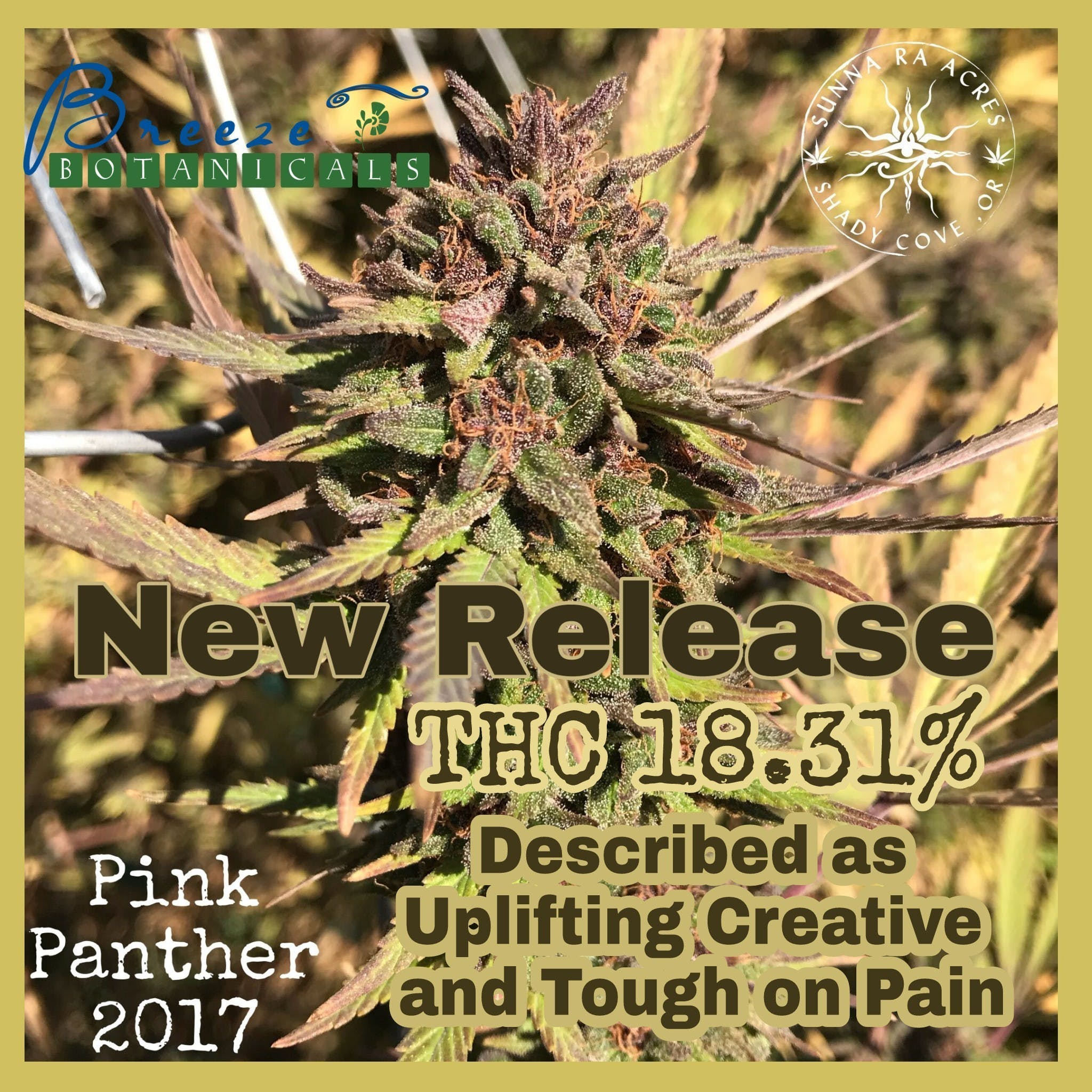 marijuana-dispensaries-1526-siskiyou-blvd-ashland-pink-panther-by-sunnara-acres