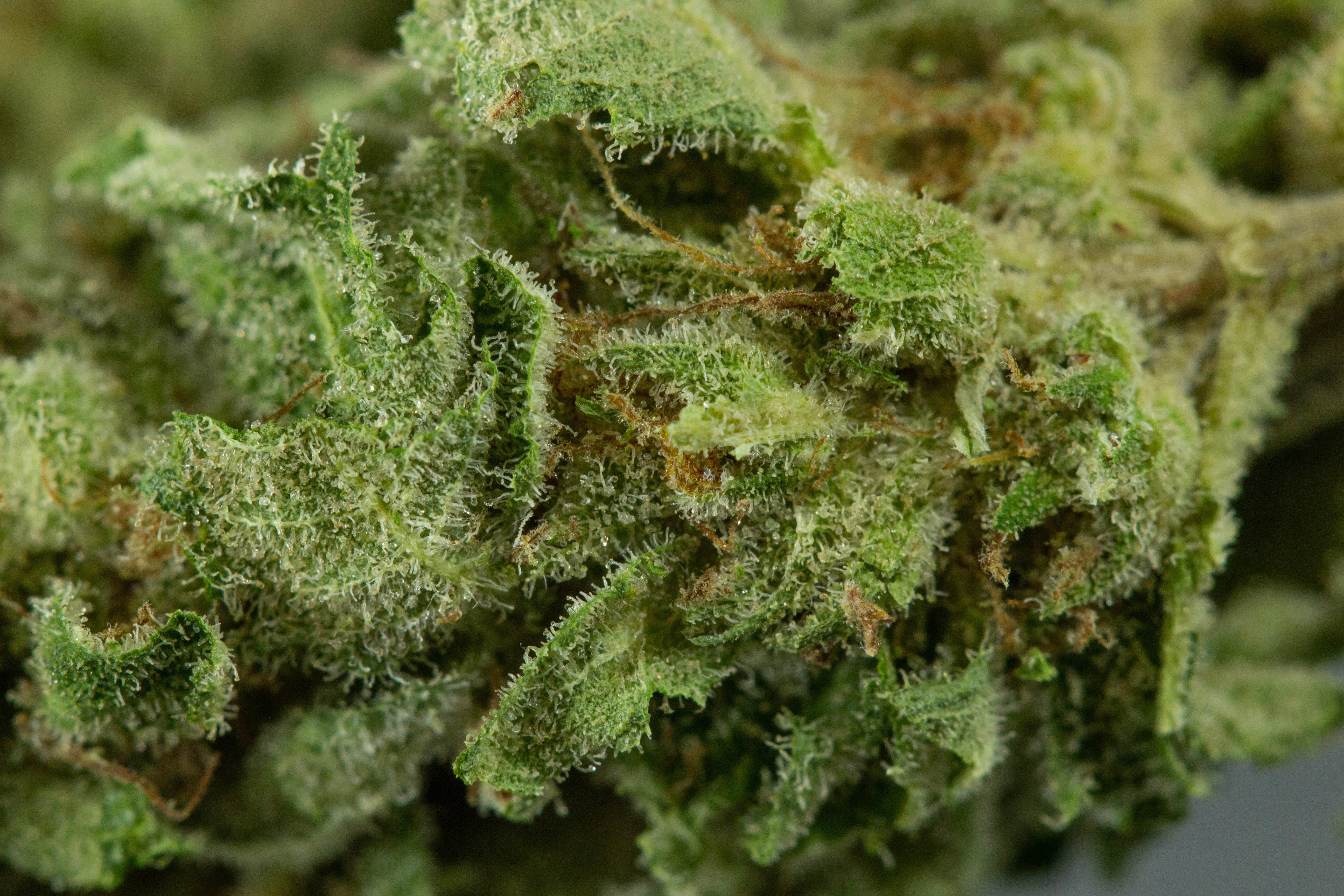 indica-pitbull-by-liftedgreen-acers-farms
