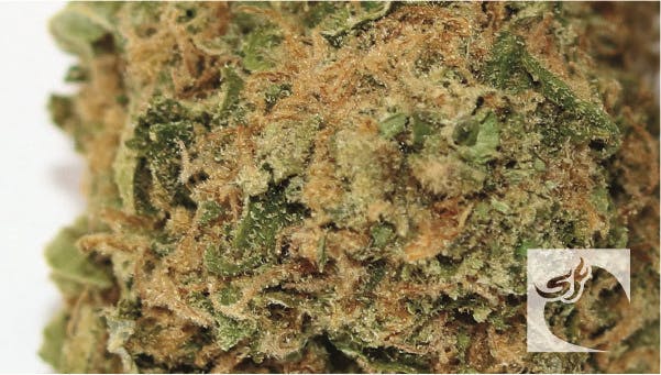 marijuana-dispensaries-116-santa-fe-trail-trinidad-platinum-guptilla