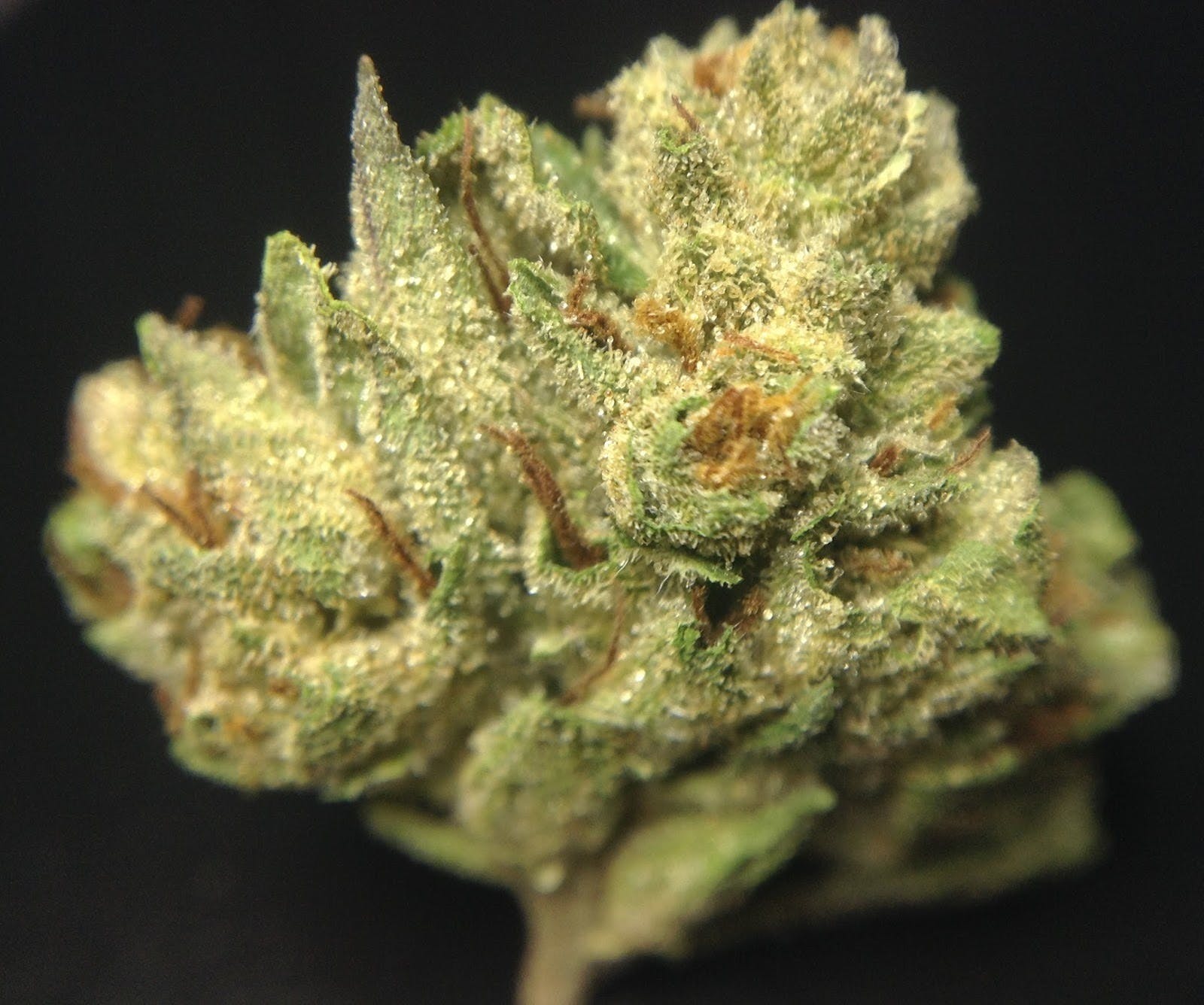marijuana-dispensaries-837-south-los-angeles-street-los-angeles-platinum-og-private-reserve