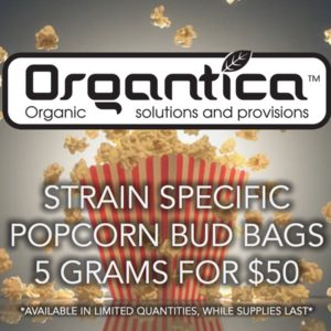 Popcorn Bud - Assorted Strains