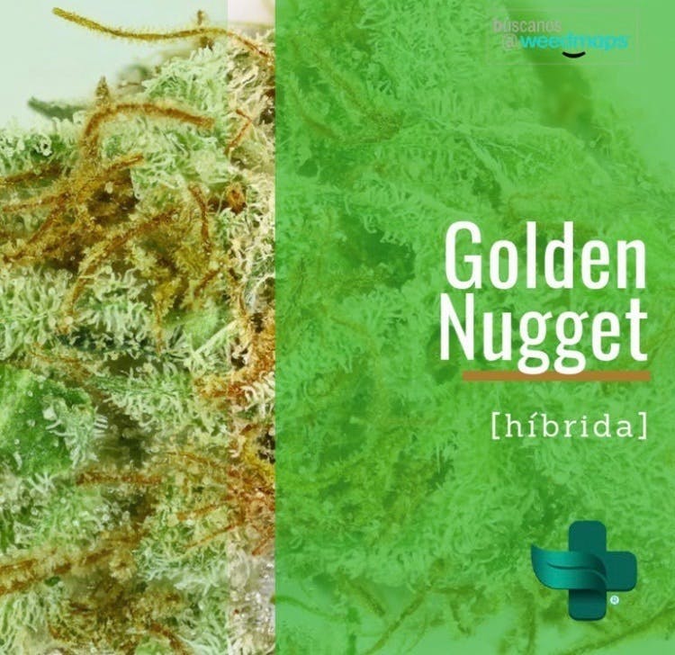 marijuana-dispensaries-road-693-2c-54-boulevard-nogal-dorado-prich-golden-nugget