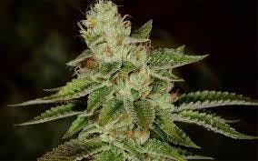 Private Reserve (OG #18) by The Cannabis Farm - THC: 26.04% CBD: .05%