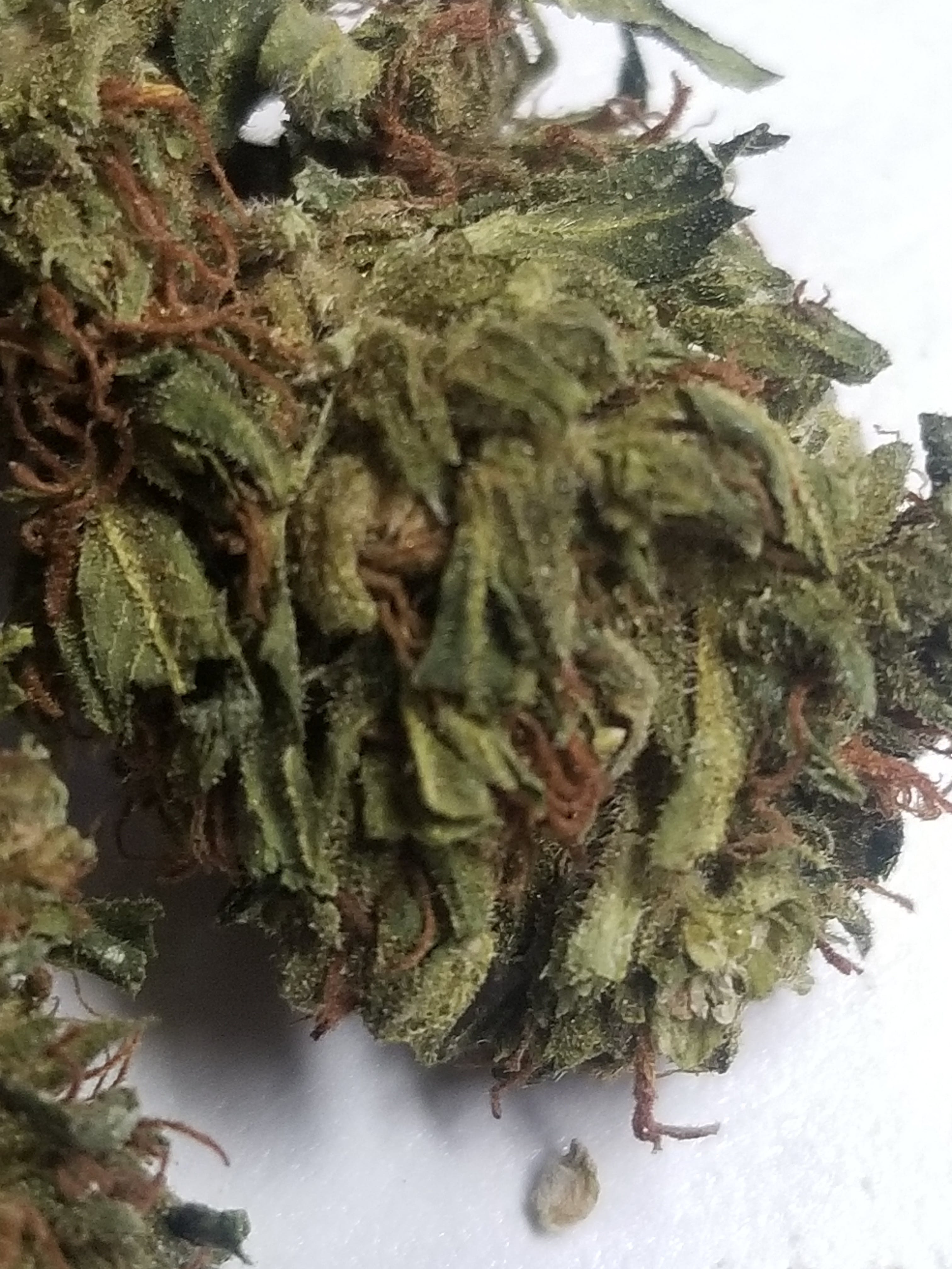 marijuana-dispensaries-2285-south-santa-fe-231-vista-punta-roja