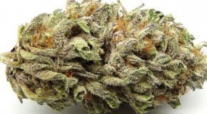 marijuana-dispensaries-14226-leffing-well-rd-whittier-pure-kush-5-4030