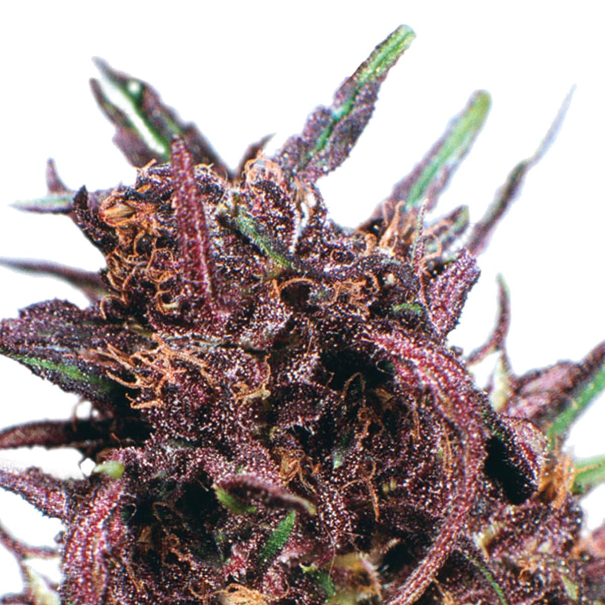 seed-dutch-passion-seed-company-purple-231