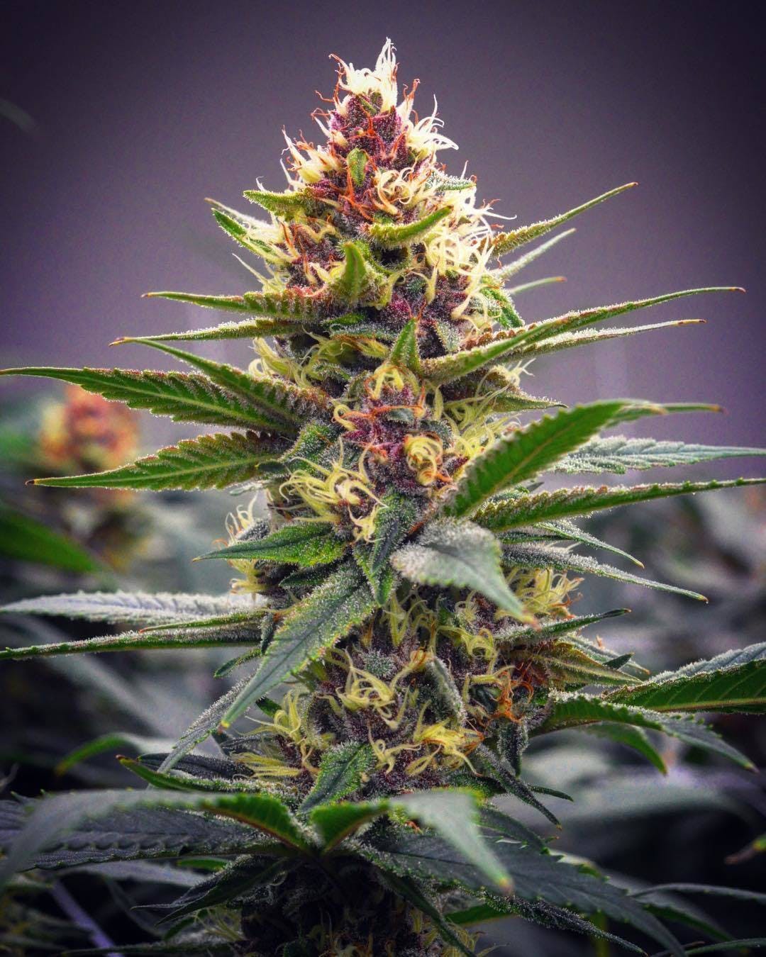 marijuana-dispensaries-237-front-st-juneau-purple-avalanche-trim