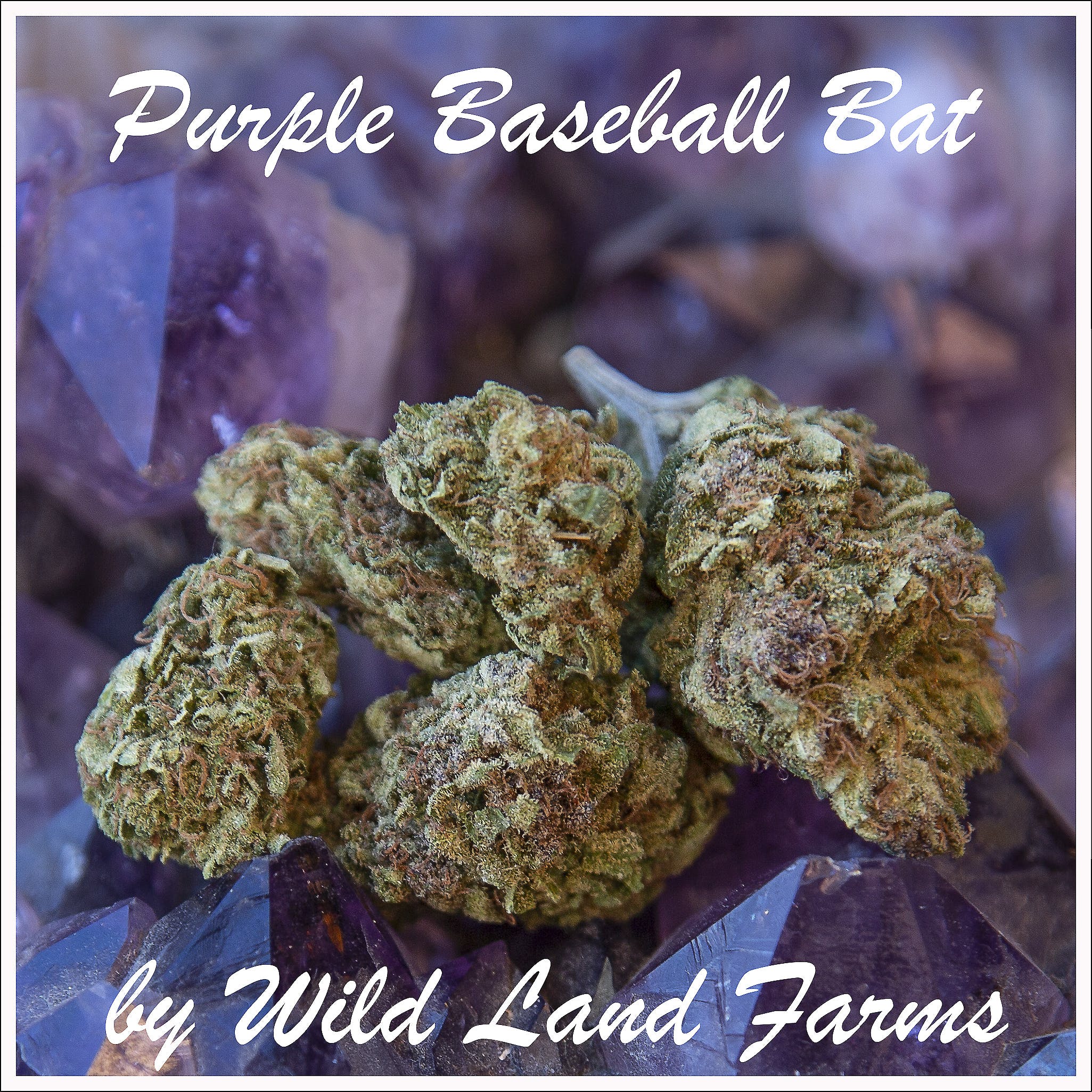Purple Baseball Bat by Wild Land Farm