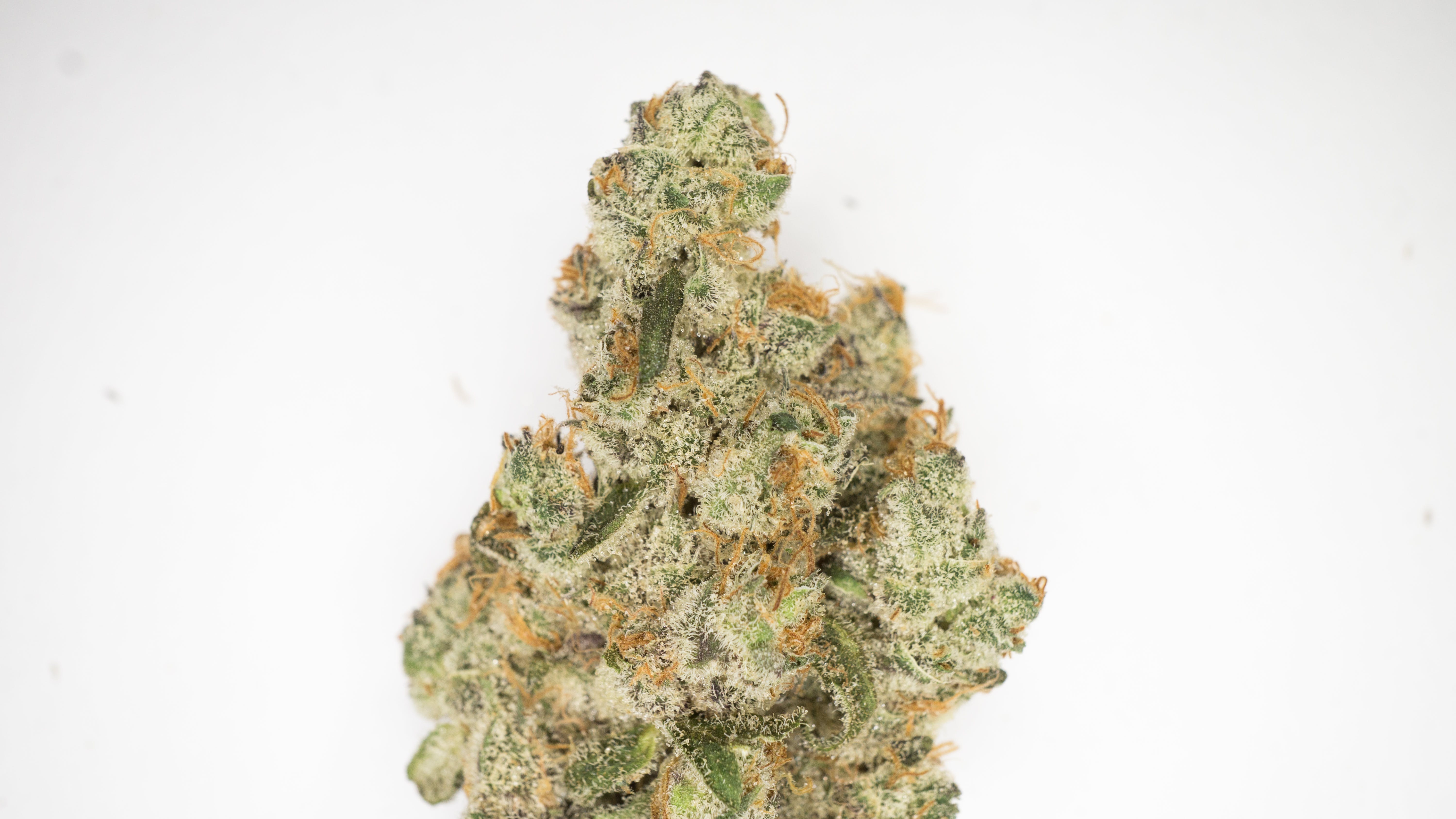 marijuana-dispensaries-cathedral-city-care-collective-north-in-cathedral-city-purple-fig-3-5g