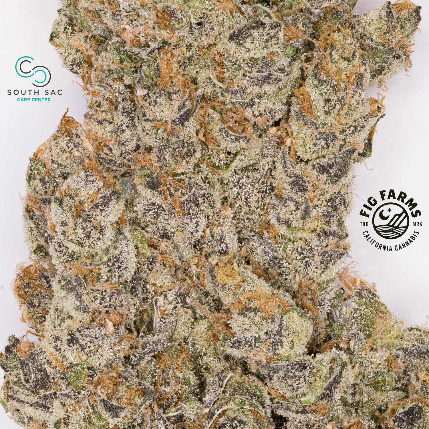 marijuana-dispensaries-15507-cobalt-street-234-sylmar-purple-fig