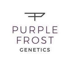 Purple Frost Genetics - Master Blaster - Hybrid