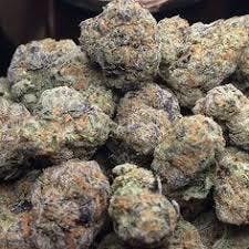 indica-purple-gsc-old-gold-gardens