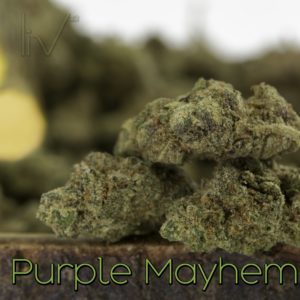 Purple Mayhem Hybrid Indica