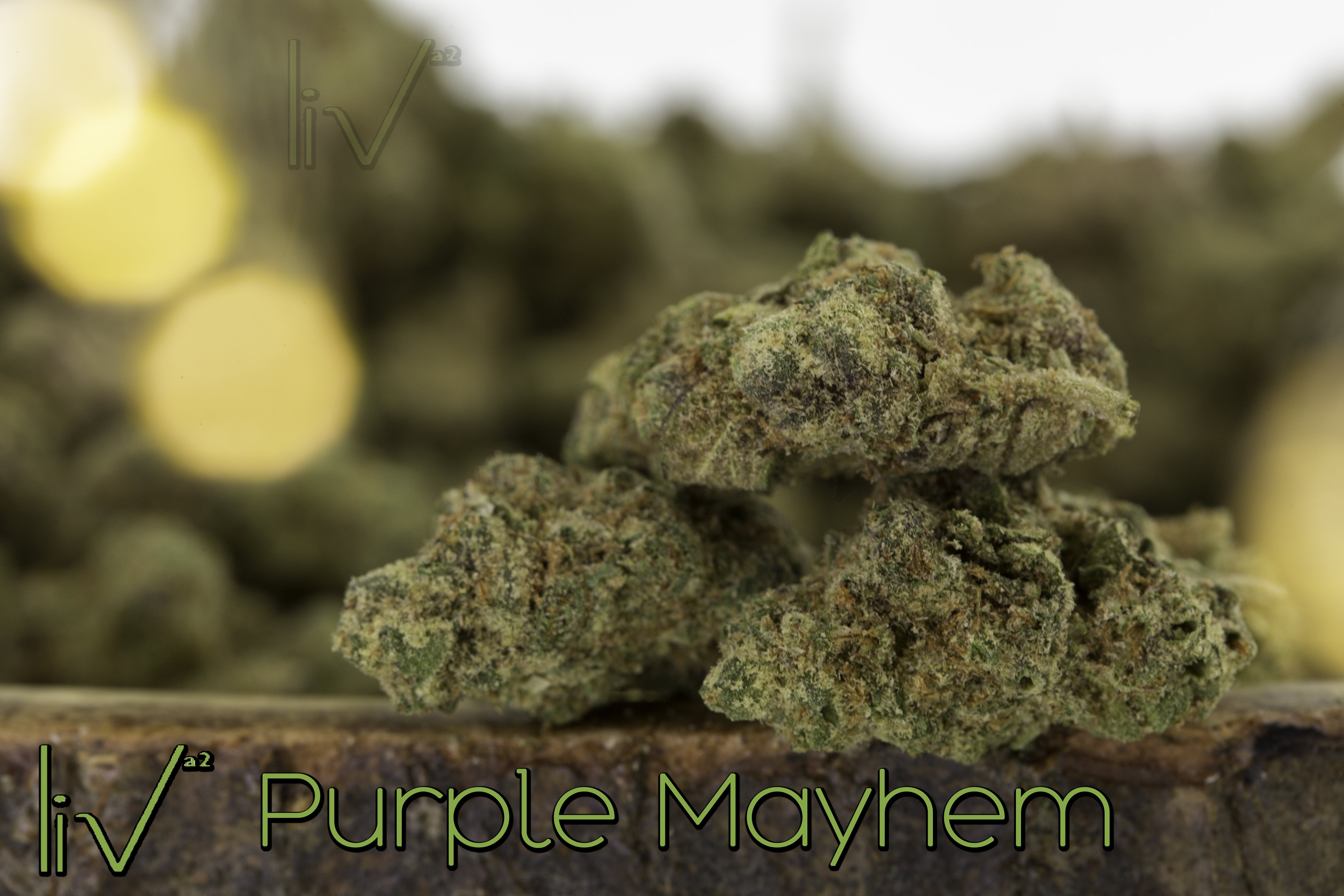 hybrid-purple-mayhem-hybrid-indica