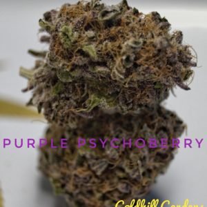 Purple Psychoberry
