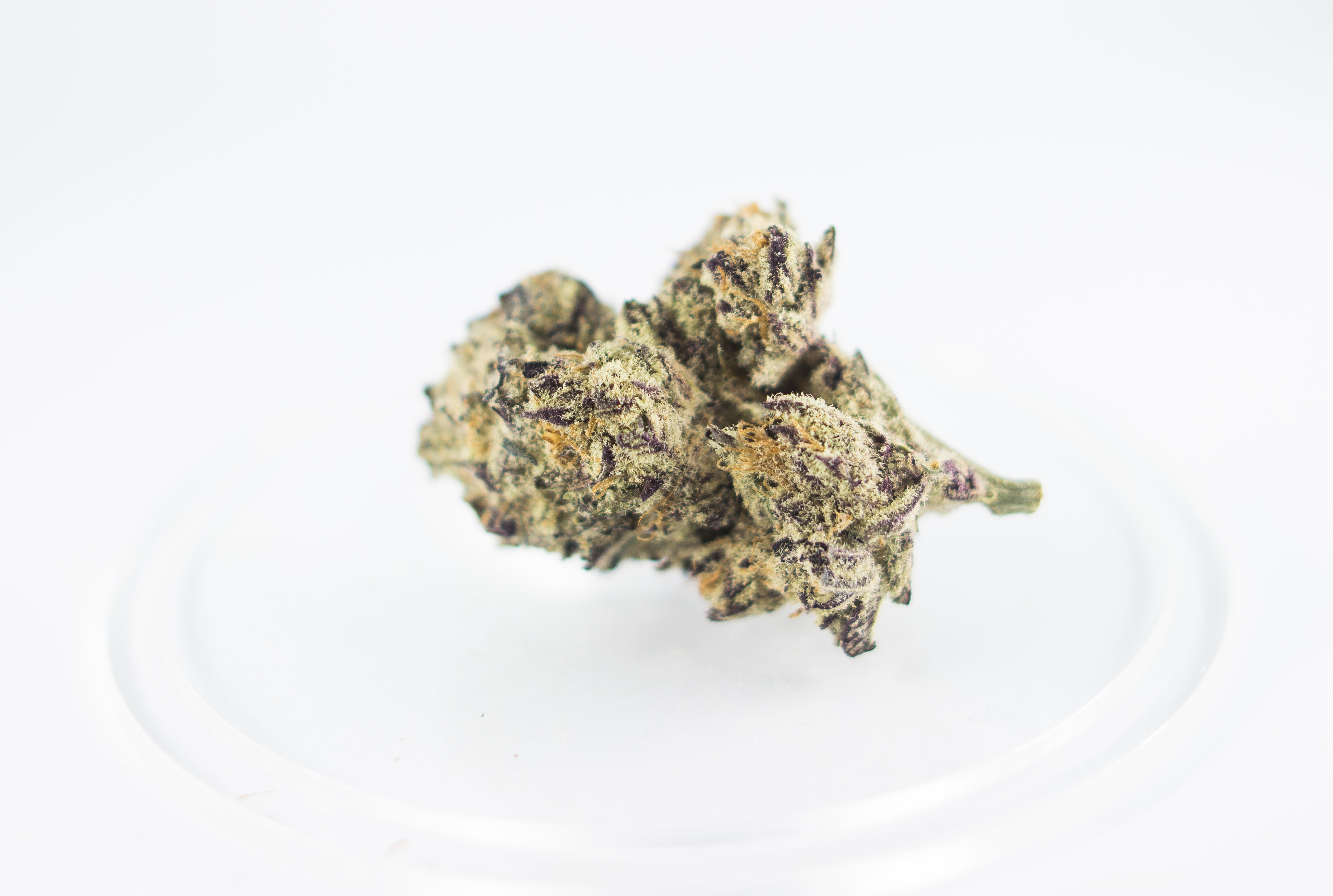 marijuana-dispensaries-curaleaf-in-reisterstown-purple-punch-by-verano