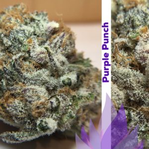 Purple Punch - from Curio