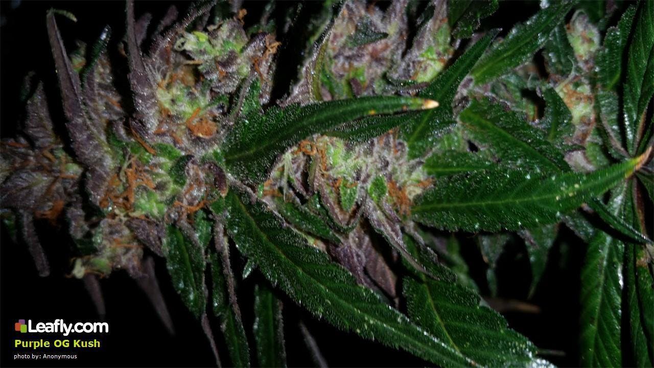 marijuana-dispensaries-gb-herbal-wellness-in-grove-purple-shake