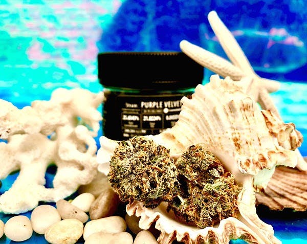 marijuana-dispensaries-22775-pacific-coast-highway-malibu-purple-velvet-from-maven-genetics