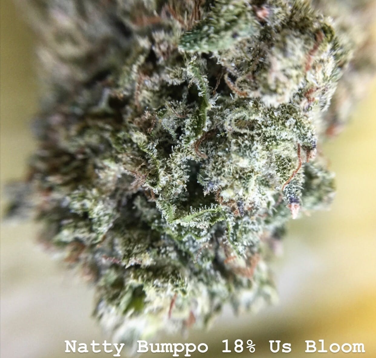 marijuana-dispensaries-1201-springs-road-vallejo-rebel-grown-natty-bumppo