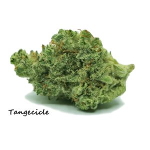 REC BUD - Tangcicle