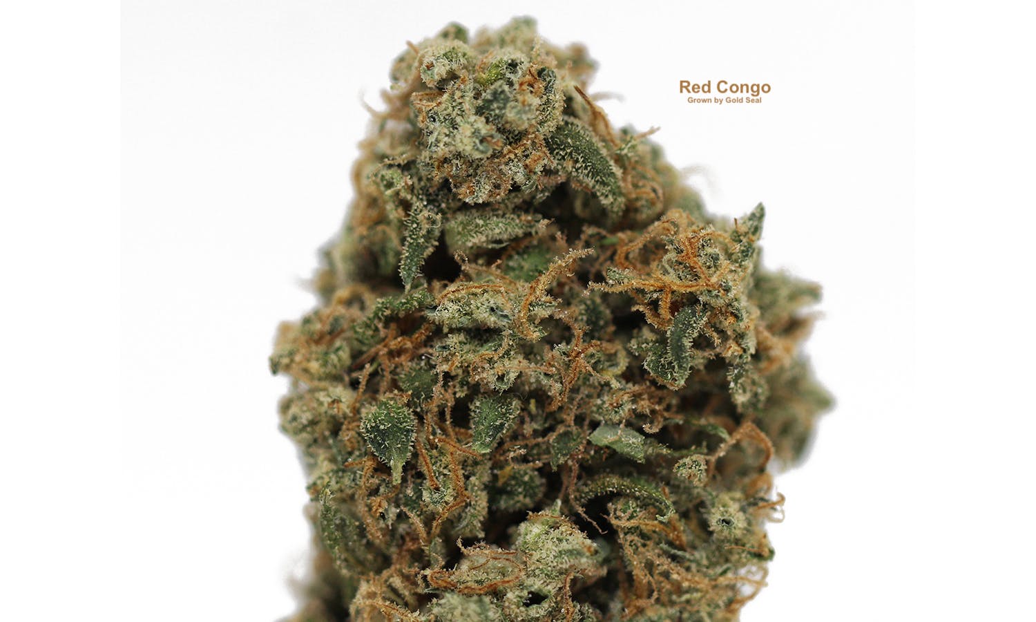 sativa-red-congolese-by-gold-seal-sf