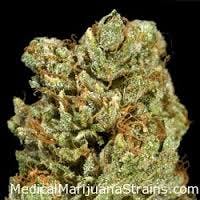indica-red-star-discount