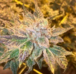 marijuana-dispensaries-harvest-of-tempe-in-tempe-red-velvet