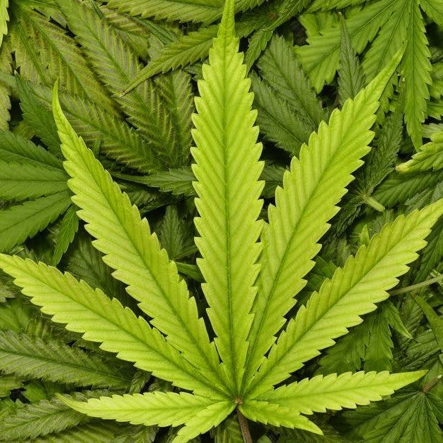 marijuana-dispensaries-magnolia-road-cannabis-co-in-trinidad-rockstar-kush