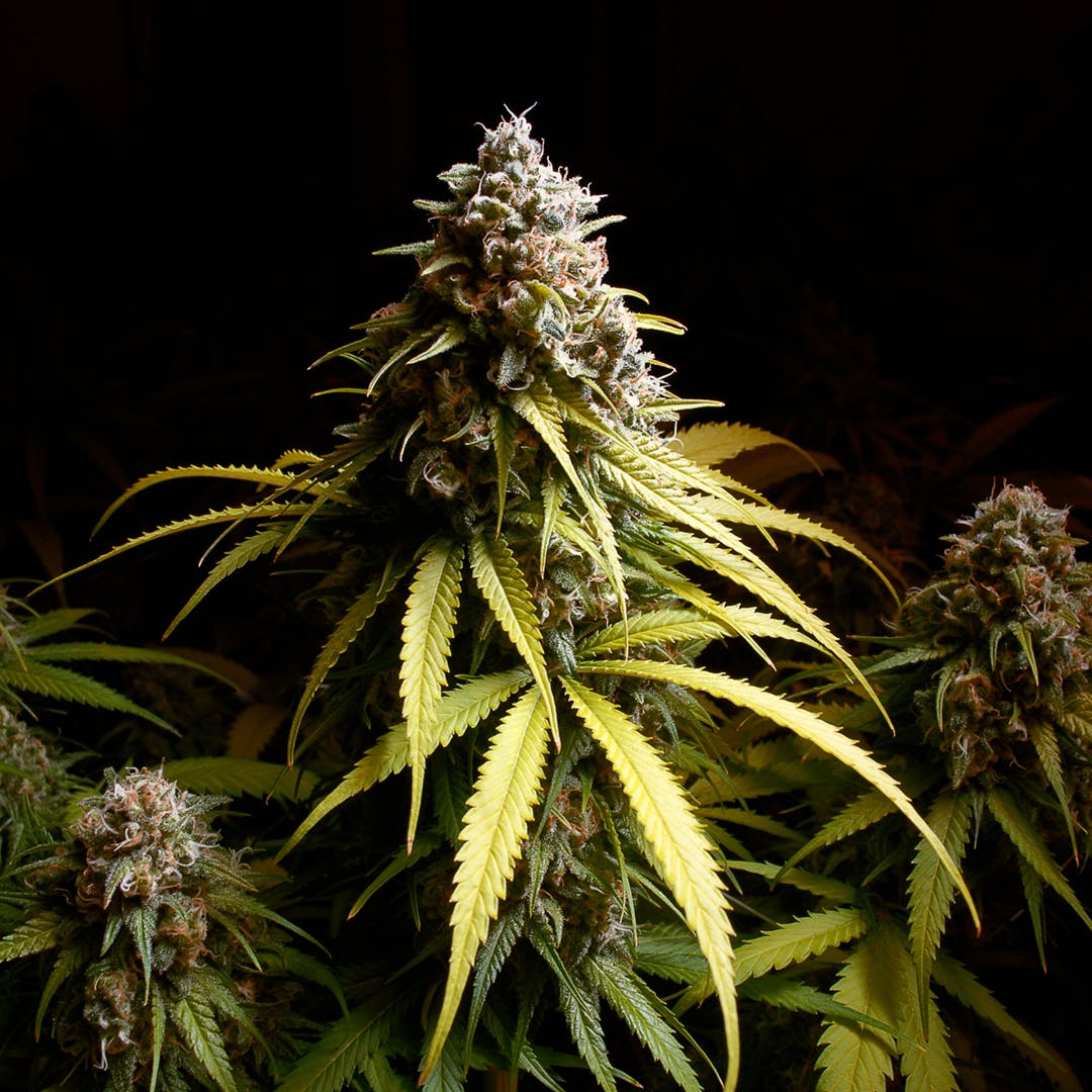 marijuana-dispensaries-2801-iris-ave-boulder-rocky-mountain-blueberry-i