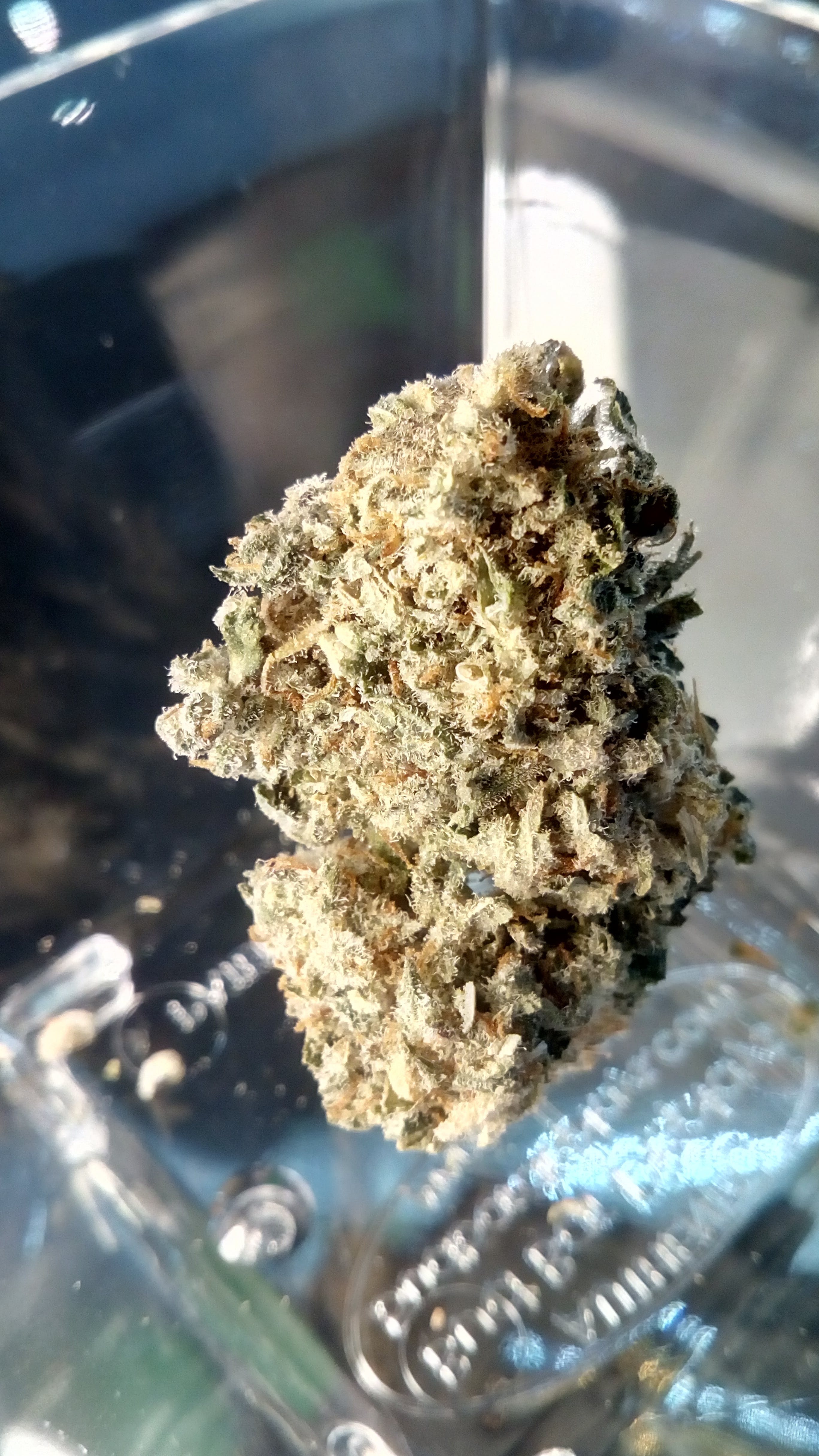 indica-royal-berry-thc-18-31-25