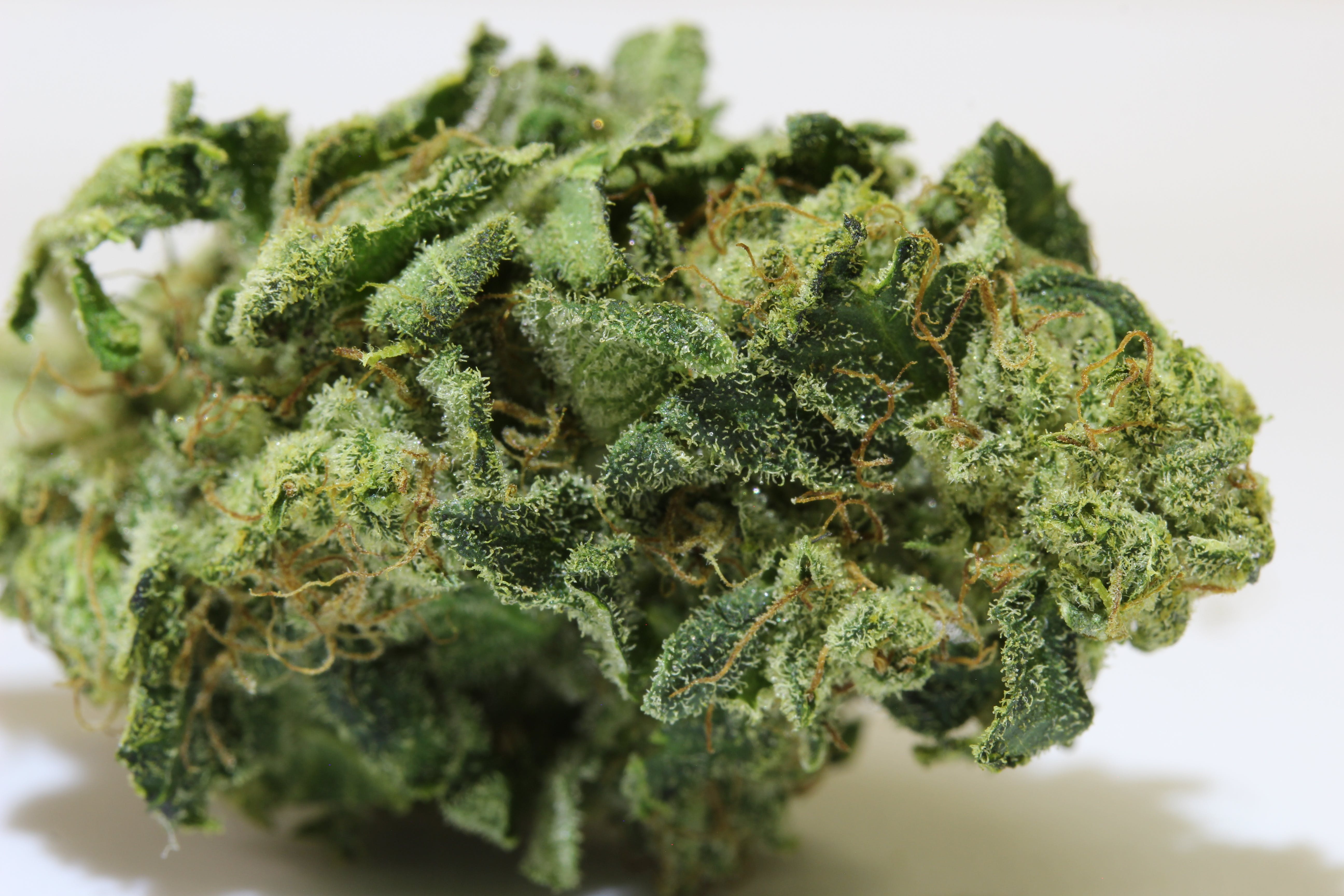 marijuana-dispensaries-dr-releaf-wooten-in-colorado-springs-satsuma
