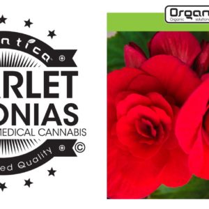 Scarlet Begonias - 21.64% THC