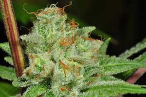 marijuana-dispensaries-taste-buds-in-detroit-scotts-og