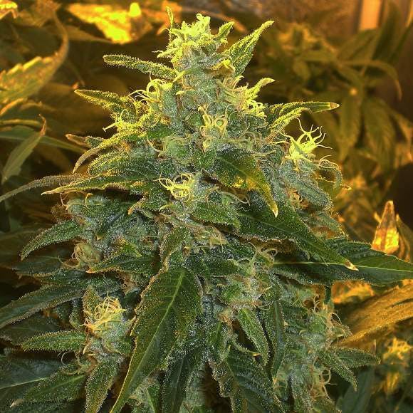 marijuana-dispensaries-63841-e-290-rd-grove-seeds-northern-lights