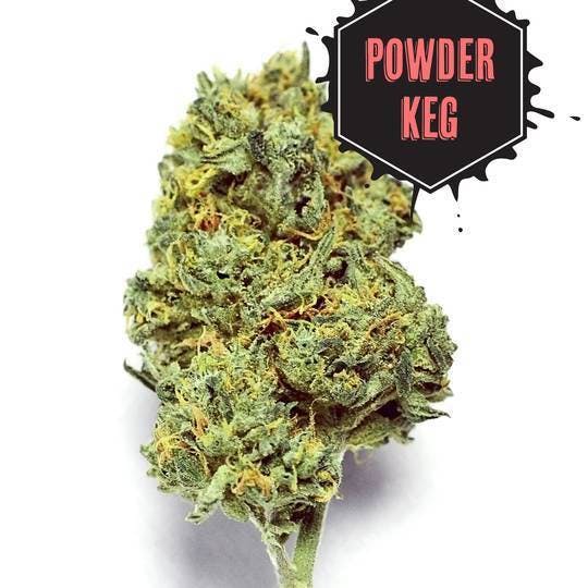Shake - Powder Keg