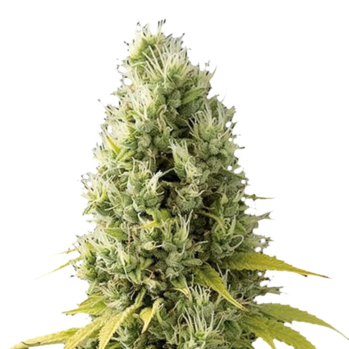 marijuana-dispensaries-the-altered-native-in-collingwood-shark-shock-cbd