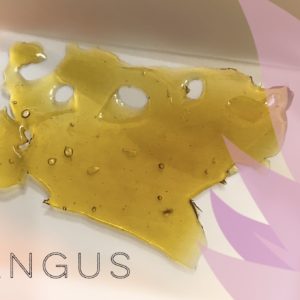 Shatter - Angus - from OG Clear