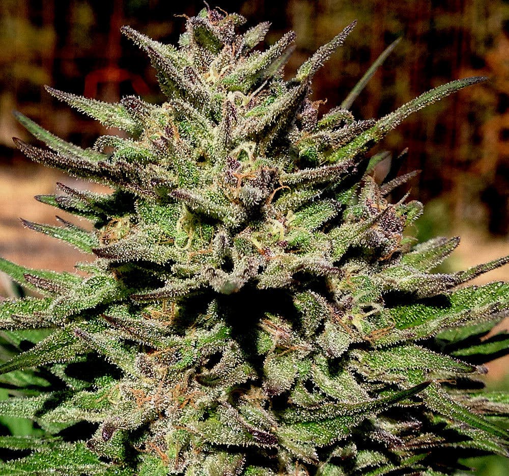 marijuana-dispensaries-kind-herb-dispensary-in-enid-shishkaberry