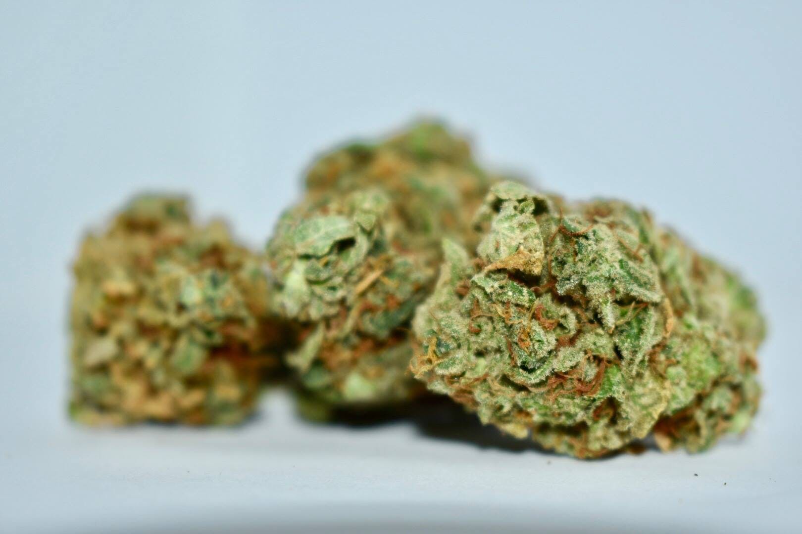 marijuana-dispensaries-mars-collective-in-bakersfield-silverback-gorilla